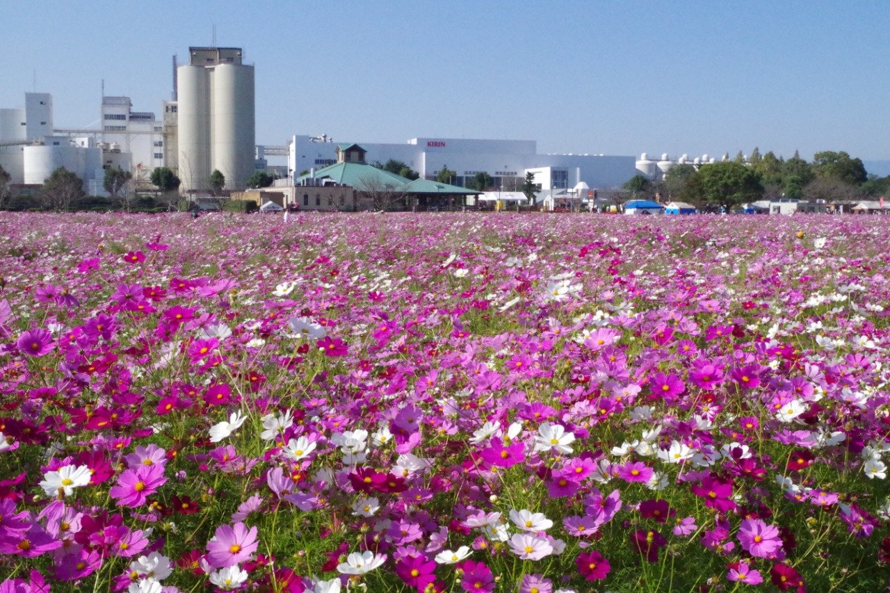 🍺 기린 맥주 후쿠오카 공장 (기린비루 후쿠오카 고조) 이미지 8